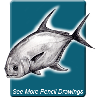 See More Pencil Drawings