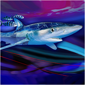 blue shark