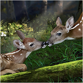 twin fawns